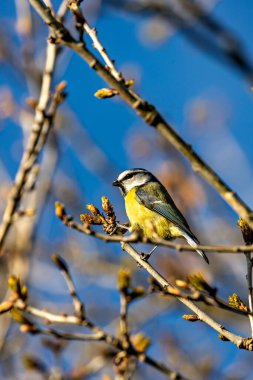 The blue tit is a small, colourful songbird that feeds on insects and seeds. This photo was taken in Phoenix Park, Dublin, where the species is commonly seen in trees and woodland edges.