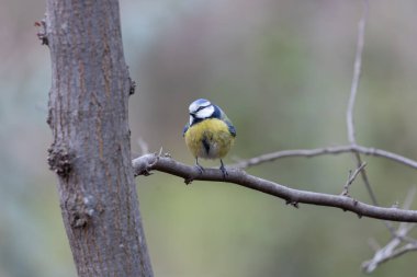 The blue tit is a small, colourful songbird that feeds on insects and seeds. This photo was taken in Phoenix Park, Dublin, where the species is commonly seen in trees and woodland edges.