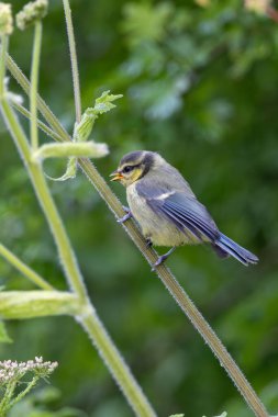 The blue tit is a small, colourful songbird that feeds on insects and seeds. This photo was taken in Phoenix Park, Dublin, where the species is commonly seen in trees and woodland edges.