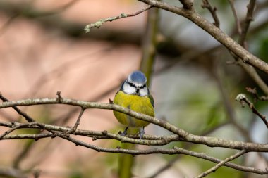 The blue tit is a small, colourful songbird that feeds on insects and seeds. This photo was taken in Phoenix Park, Dublin, where the species is commonly seen in trees and woodland edges.