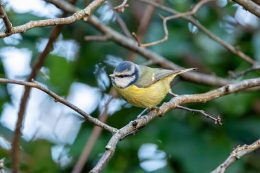 The blue tit is a small, colourful songbird that feeds on insects and seeds. This photo was taken in Phoenix Park, Dublin, where the species is commonly seen in trees and woodland edges.