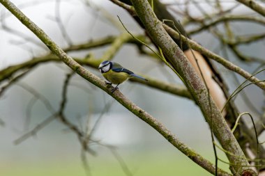 The blue tit is a small, colourful songbird that feeds on insects and seeds. This photo was taken in Phoenix Park, Dublin, where the species is commonly seen in trees and woodland edges.