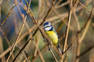 The blue tit is a small, colourful songbird that feeds on insects and seeds. This photo was taken in Phoenix Park, Dublin, where the species is commonly seen in trees and woodland edges.