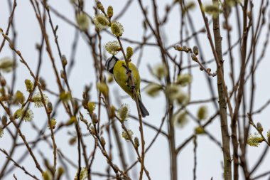 The blue tit is a small, colourful songbird that feeds on insects and seeds. This photo was taken in Phoenix Park, Dublin, where the species is commonly seen in trees and woodland edges.