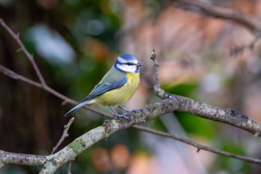 The blue tit is a small, colourful songbird that feeds on insects and seeds. This photo was taken in Phoenix Park, Dublin, where the species is commonly seen in trees and woodland edges.