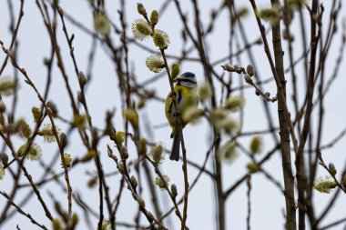 The blue tit is a small, colourful songbird that feeds on insects and seeds. This photo was taken in Phoenix Park, Dublin, where the species is commonly seen in trees and woodland edges.