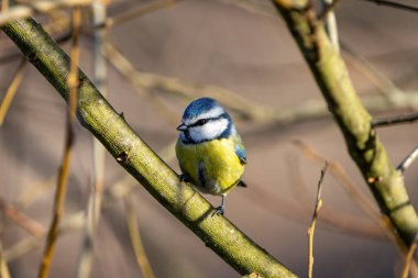 The blue tit is a small, colourful songbird that feeds on insects and seeds. This photo was taken in Phoenix Park, Dublin, where the species is commonly seen in trees and woodland edges.