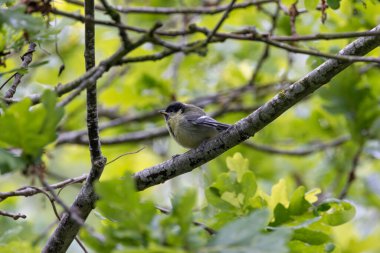 The blue tit is a small, colourful songbird that feeds on insects and seeds. This photo was taken in Phoenix Park, Dublin, where the species is commonly seen in trees and woodland edges.
