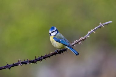 The blue tit is a small, colourful songbird that feeds on insects and seeds. This photo was taken in Phoenix Park, Dublin, where the species is commonly seen in trees and woodland edges.