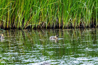 Yumuşak ördek yavrusu su bitkilerinde otluyor ve ılıman bir sulak alandaki gölette küçük omurgasızlar; bir vahşi yaşam sığınağında fotoğraf çekiliyor..