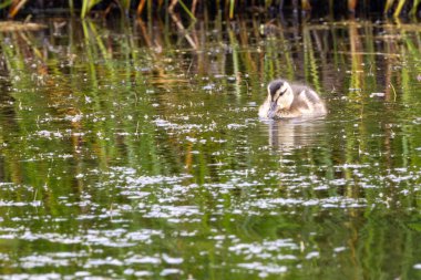 Yumuşak ördek yavrusu su bitkilerinde otluyor ve ılıman bir sulak alandaki gölette küçük omurgasızlar; bir vahşi yaşam sığınağında fotoğraf çekiliyor..
