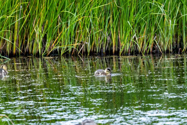 Yumuşak ördek yavrusu su bitkilerinde otluyor ve ılıman bir sulak alandaki gölette küçük omurgasızlar; bir vahşi yaşam sığınağında fotoğraf çekiliyor..