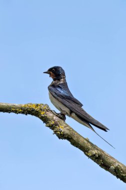 Zarif Ahır Kırlangıcı, havadaki böcekleri yakalamak için haliçlerin üzerine çullanır. Fotoğraf Broadsmeadow Estuary, Dublin, İrlanda 'da açık sulak arazide çekildi..