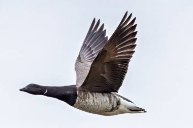 Brent Goose, Dublin, Bull Adası 'ndaki gel-git düzlüklerinde siyah boyunlu yılan otu ve deniz yosunlarıyla otluyor.