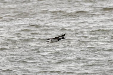 Brent Goose, Dublin, Bull Adası 'ndaki gel-git düzlüklerinde siyah boyunlu yılan otu ve deniz yosunlarıyla otluyor.