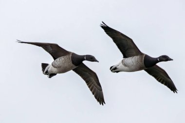 Brent Goose, Dublin, Bull Adası 'ndaki gel-git düzlüklerinde siyah boyunlu yılan otu ve deniz yosunlarıyla otluyor.