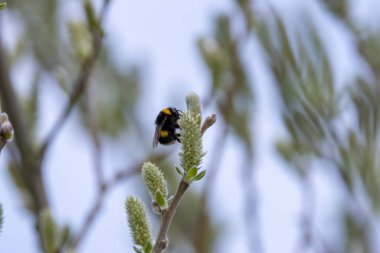 Dublin 'deki Baldoyle Yarış Pisti' nde yaban çiçeklerini arayan bir yaban arısı. Bitkileri tozlaştırır, otlaklarda ve bahçelerde nektar ve polenle beslenir..