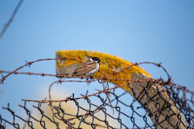 Dublin, Bull Adası 'ndaki sazlıklara tünemiş siyah başlı ve beyaz yakalı erkek Reed Bunting. Tohum ve böcek yiyor. İrlanda 'da yıl boyunca sulak alanlar, bataklıklar ve kıyı sazlıklarda bulunur..
