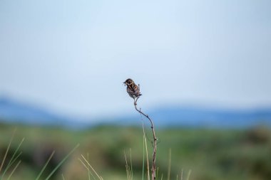 Dublin, Bull Adası 'ndaki sazlıklara tünemiş siyah başlı ve beyaz yakalı erkek Reed Bunting. Tohum ve böcek yiyor. İrlanda 'da yıl boyunca sulak alanlar, bataklıklar ve kıyı sazlıklarda bulunur..