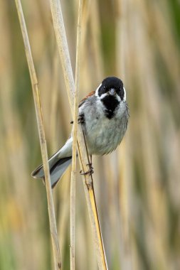 Dublin, Bull Adası 'ndaki sazlıklara tünemiş siyah başlı ve beyaz yakalı erkek Reed Bunting. Tohum ve böcek yiyor. İrlanda 'da yıl boyunca sulak alanlar, bataklıklar ve kıyı sazlıklarda bulunur..