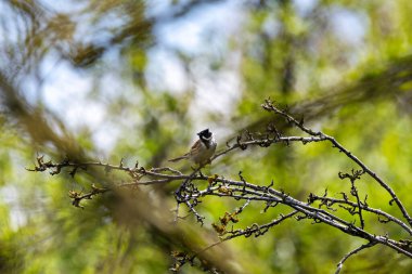 Dublin, Bull Adası 'ndaki sazlıklara tünemiş siyah başlı ve beyaz yakalı erkek Reed Bunting. Tohum ve böcek yiyor. İrlanda 'da yıl boyunca sulak alanlar, bataklıklar ve kıyı sazlıklarda bulunur..