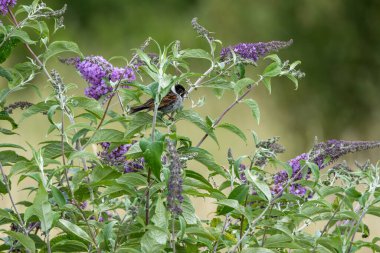 Dublin, Bull Adası 'ndaki sazlıklara tünemiş siyah başlı ve beyaz yakalı erkek Reed Bunting. Tohum ve böcek yiyor. İrlanda 'da yıl boyunca sulak alanlar, bataklıklar ve kıyı sazlıklarda bulunur..