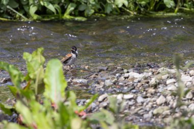 Dublin, Bull Adası 'ndaki sazlıklara tünemiş siyah başlı ve beyaz yakalı erkek Reed Bunting. Tohum ve böcek yiyor. İrlanda 'da yıl boyunca sulak alanlar, bataklıklar ve kıyı sazlıklarda bulunur..