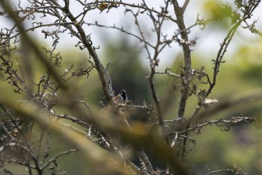 Dublin, Bull Adası 'ndaki sazlıklara tünemiş siyah başlı ve beyaz yakalı erkek Reed Bunting. Tohum ve böcek yiyor. İrlanda 'da yıl boyunca sulak alanlar, bataklıklar ve kıyı sazlıklarda bulunur..