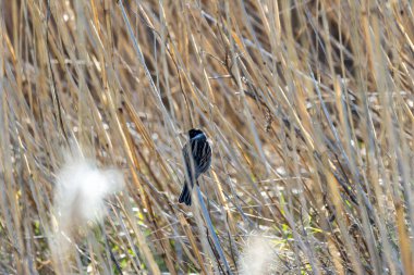 Dublin, Bull Adası 'ndaki sazlıklara tünemiş siyah başlı ve beyaz yakalı erkek Reed Bunting. Tohum ve böcek yiyor. İrlanda 'da yıl boyunca sulak alanlar, bataklıklar ve kıyı sazlıklarda bulunur..