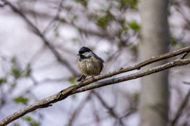 Coal tit seen in Father Collins Park, Dublin. Feeds on insects, seeds, and spiders. Widespread in Irish forests, conifers, and suburban gardens. Small with a black cap and white nape.