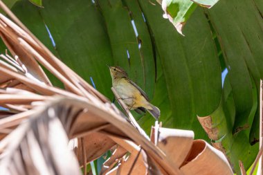 Böcek ve örümceklerle beslenen küçük bir ötlek, ara sıra böğürtlen veya tohum. Fotoğraf, İrlanda 'nın Dublin kentindeki ağaçlık bir parkta, bahar göçü sırasında çekildi..
