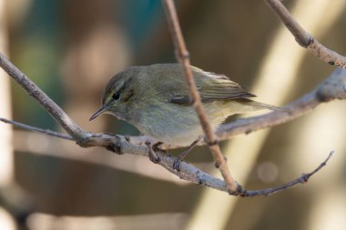 Böcek ve örümceklerle beslenen küçük bir ötlek, ara sıra böğürtlen veya tohum. Fotoğraf, İrlanda 'nın Dublin kentindeki ağaçlık bir parkta, bahar göçü sırasında çekildi..