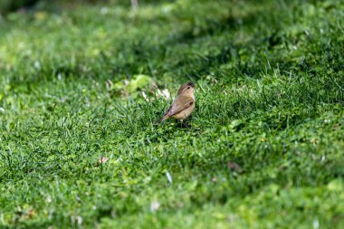 Böcek ve örümceklerle beslenen küçük bir ötlek, ara sıra böğürtlen veya tohum. Fotoğraf, İrlanda 'nın Dublin kentindeki ağaçlık bir parkta, bahar göçü sırasında çekildi..