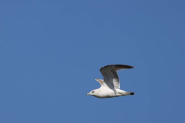 Sarı gagalı ve bacaklı küçük narin bir martı, balık, omurgasız ve kırıntıları yer; fotoğraf Dublin 'de çekilmiştir.