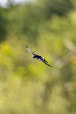 Parlak mavi mi? Üst kısmı siyah, alt kısmı beyaz, yaprak bitleri ve sinekler gibi uçan böceklerle besleniyor. Fotoğraf yazın Dublin, İrlanda 'da çekildi..