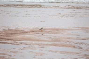 18 cm uzunluğundaki kıyı kuşu böcek, solucan ve kabuklularla besleniyor..
