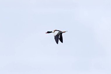 Kırmızımsı gagalı, yeşil başlı, çamur salyangoz ve kabuklu deniz ürünleriyle beslenen çarpıcı beyaz, kestane rengi bir ördek. Fotoğraf Dublin Körfezi 'ndeki Bull Island Tuzbataklığı' nda çekildi..