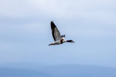 Kırmızımsı gagalı, yeşil başlı, çamur salyangoz ve kabuklu deniz ürünleriyle beslenen çarpıcı beyaz, kestane rengi bir ördek. Fotoğraf Dublin Körfezi 'ndeki Bull Island Tuzbataklığı' nda çekildi..