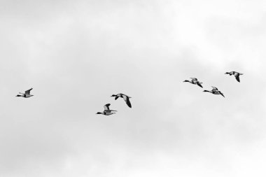 Kırmızımsı gagalı, yeşil başlı, çamur salyangoz ve kabuklu deniz ürünleriyle beslenen çarpıcı beyaz, kestane rengi bir ördek. Fotoğraf Dublin Körfezi 'ndeki Bull Island Tuzbataklığı' nda çekildi..