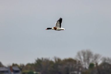 Kırmızımsı gagalı, yeşil başlı, çamur salyangoz ve kabuklu deniz ürünleriyle beslenen çarpıcı beyaz, kestane rengi bir ördek. Fotoğraf Dublin Körfezi 'ndeki Bull Island Tuzbataklığı' nda çekildi..