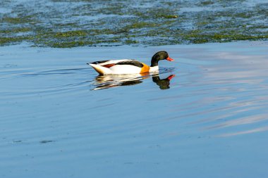 Kırmızımsı gagalı, yeşil başlı, çamur salyangoz ve kabuklu deniz ürünleriyle beslenen çarpıcı beyaz, kestane rengi bir ördek. Fotoğraf Dublin Körfezi 'ndeki Bull Island Tuzbataklığı' nda çekildi..