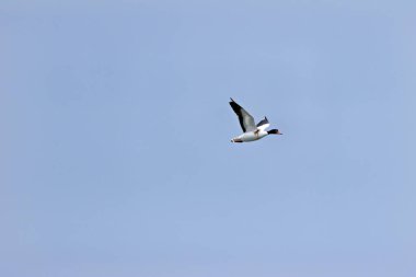 Kırmızımsı gagalı, yeşil başlı, çamur salyangoz ve kabuklu deniz ürünleriyle beslenen çarpıcı beyaz, kestane rengi bir ördek. Fotoğraf Dublin Körfezi 'ndeki Bull Island Tuzbataklığı' nda çekildi..