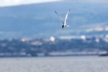 Dublin, Bull Adası üzerinde zarif bir Tern uçuşu. Küçük balıklar, kabuklular ve böceklerle besleniyor. Tipik kıyı üreme habitatının yakınında çekilmiş..