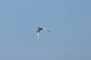 Dublin, Bull Adası üzerinde zarif bir Tern uçuşu. Küçük balıklar, kabuklular ve böceklerle besleniyor. Tipik kıyı üreme habitatının yakınında çekilmiş..