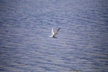 Dublin, Bull Adası üzerinde zarif bir Tern uçuşu. Küçük balıklar, kabuklular ve böceklerle besleniyor. Tipik kıyı üreme habitatının yakınında çekilmiş..