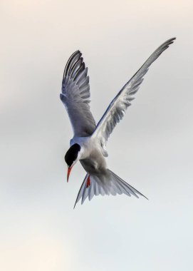 Dublin, Bull Adası üzerinde zarif bir Tern uçuşu. Küçük balıklar, kabuklular ve böceklerle besleniyor. Tipik kıyı üreme habitatının yakınında çekilmiş..