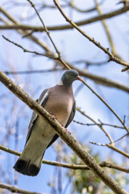 Beyaz boyunlu, tohum ve filizlerle beslenen, Dublin 'deki Bull Island' da çekilmiş büyük gri bir güvercin..
