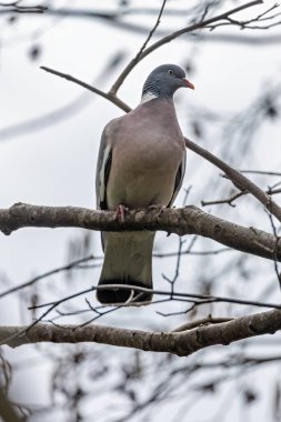 Beyaz boyunlu, tohum ve filizlerle beslenen, Dublin 'deki Bull Island' da çekilmiş büyük gri bir güvercin..