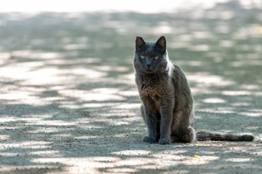 Evcil bir steyşın kedi (Felis catus), genellikle küçük memeliler ve kuşlarla beslenen zorunlu bir etoburdur. Bu fotoğraf Boğa Adası, Dublin 'de çekildi..