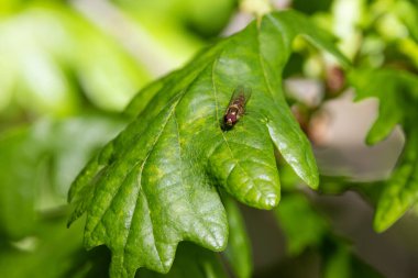 Nektar ve polenle beslenen küçük turuncu ve siyah çizgili uçan sinek. Fotoğraf Boğa Adası, Dublin, İrlanda 'da çekildi.
